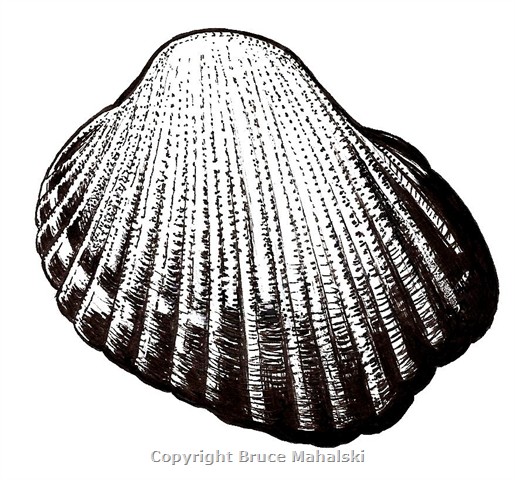  006 - Sydney Cockle Picture